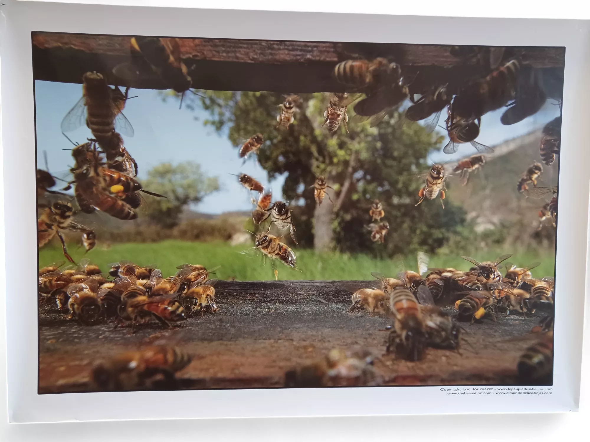 Poster L'envol de la ruche