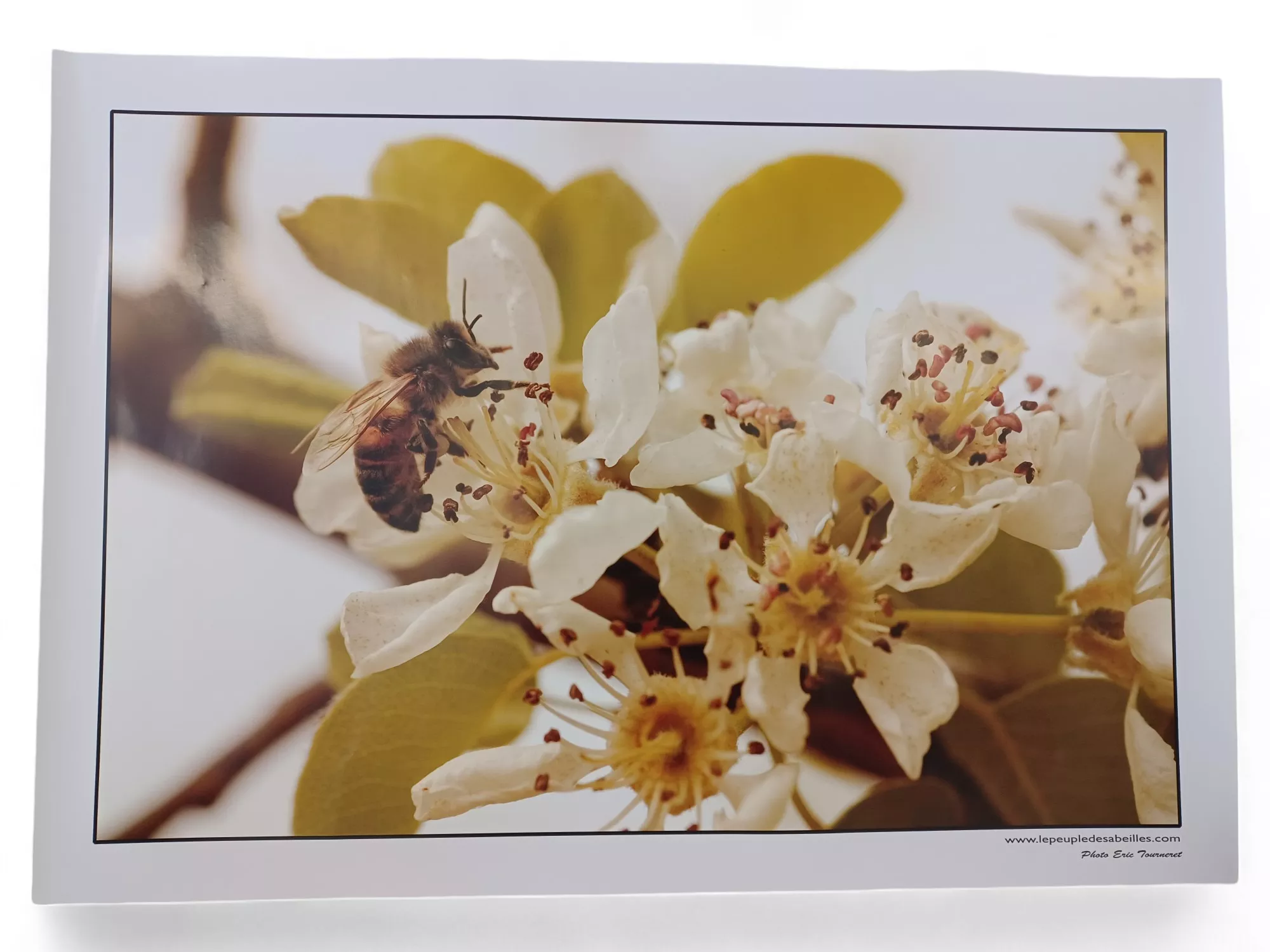 4 posters Abeilles et fleurs