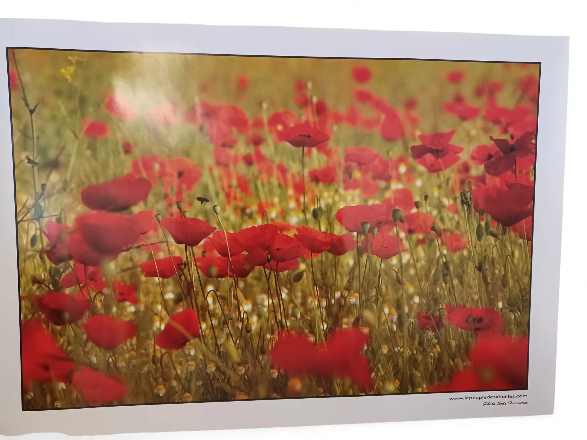 4 posters Abeilles et fleurs