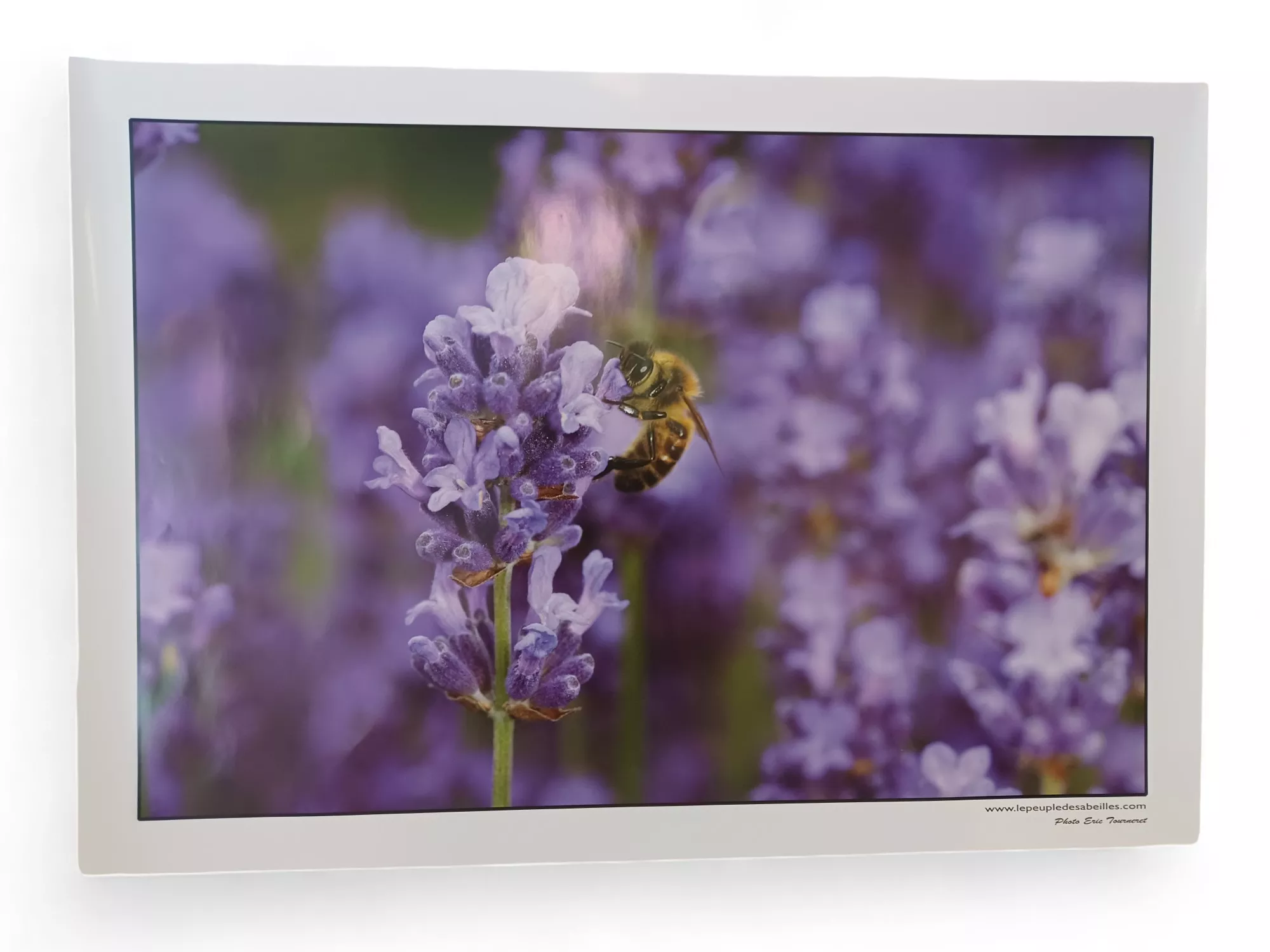 4 posters Abeilles et fleurs