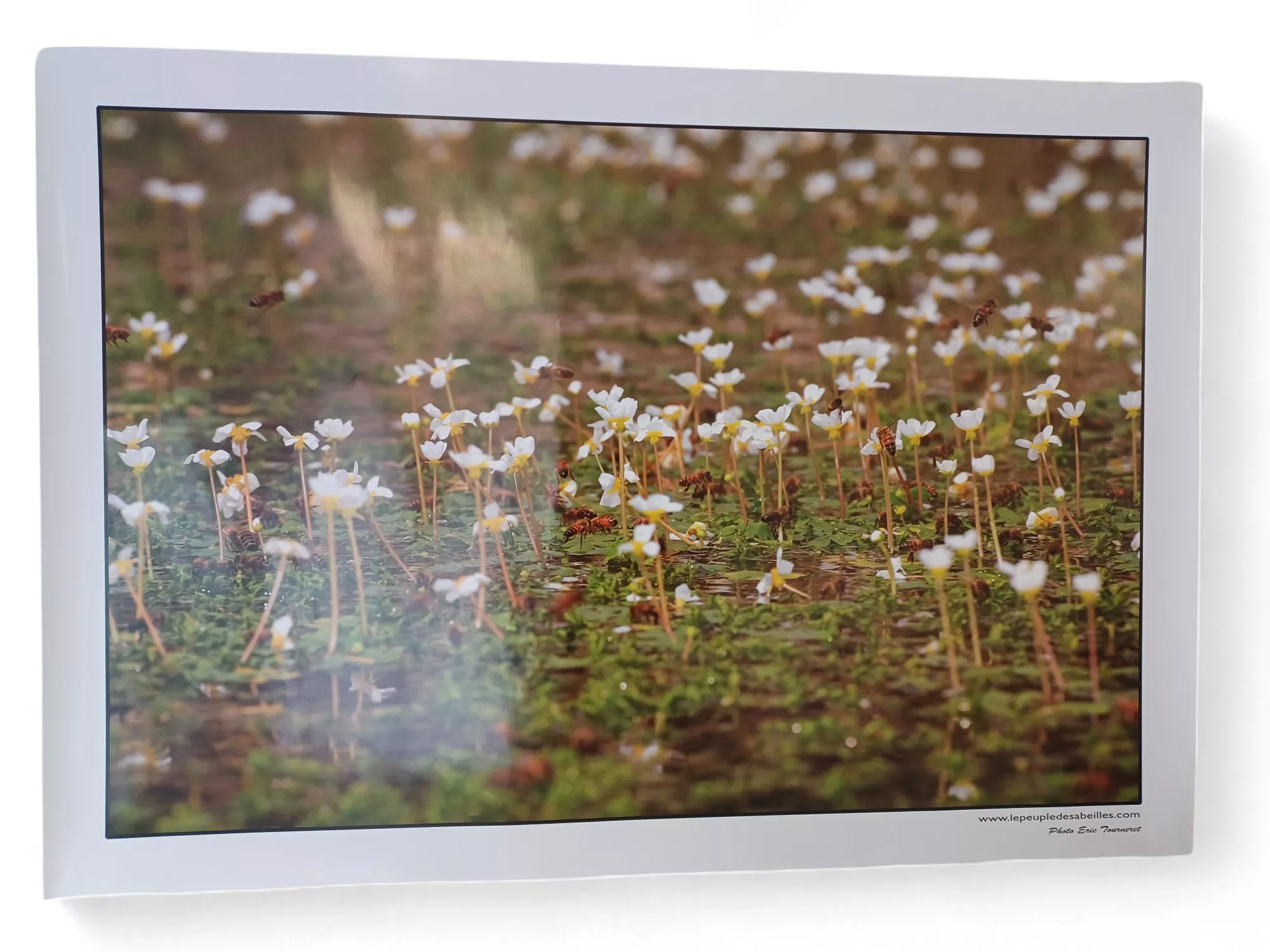 4 posters Abeilles et fleurs